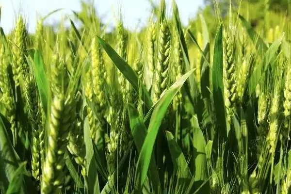 京花11号小麦种子情况、适宜基本苗数(京花11号小麦种子介绍，每亩适宜基本苗20万～23万)？插图3