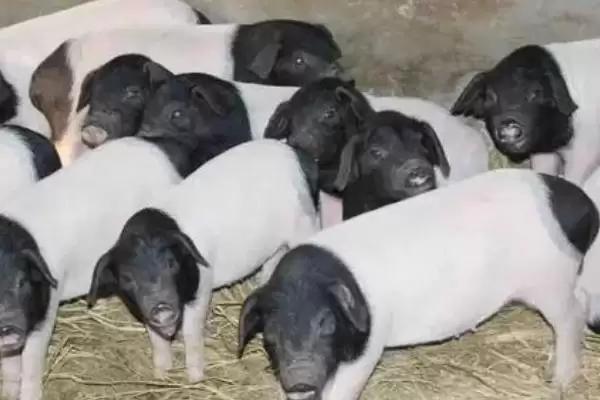 中国本土猪颜色及黑色短毛猪特性(中国本土猪是什么颜色及猪的特性)？插图3