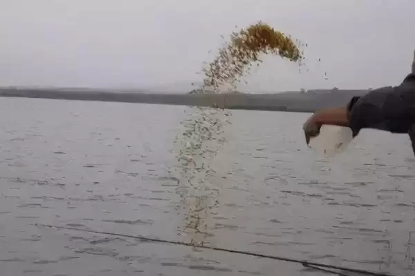 钓泥鳅是否需要打窝情况(钓泥鳅需要打窝吗，通常不需要打窝)？插图1