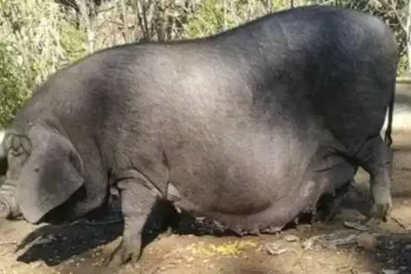 中国本土猪颜色及黑色短毛猪特性(中国本土猪是什么颜色及猪的特性)？插图2