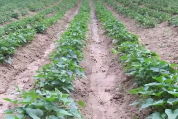 甘薯上钾肥技术相关要点(甘薯上钾肥技术,移栽前和封垄前均可施钾肥)?插图1 甘薯上钾肥技术相关要点(甘薯上钾肥技术,移栽前和封垄前均可施钾肥)?插图1