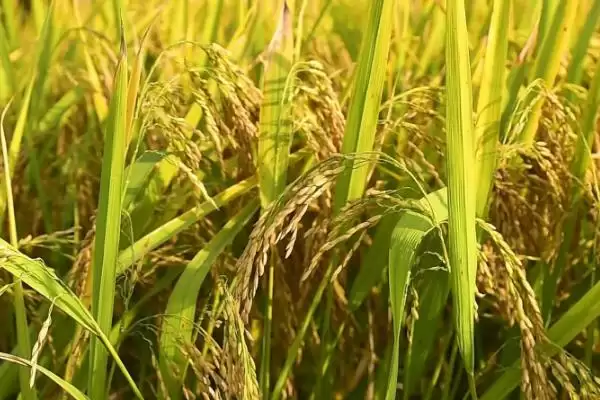 赣73优明占水稻种子需注意及时防治病虫害(赣73优明占水稻种子注意及时防治病虫害有多重要)？插图2