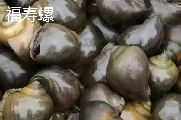 淡水螺的产地相关情况(淡水螺的产地,广东、福建等地养殖较多)?插图4 淡水螺的产地相关情况(淡水螺的产地,广东、福建等地养殖较多)?插图4