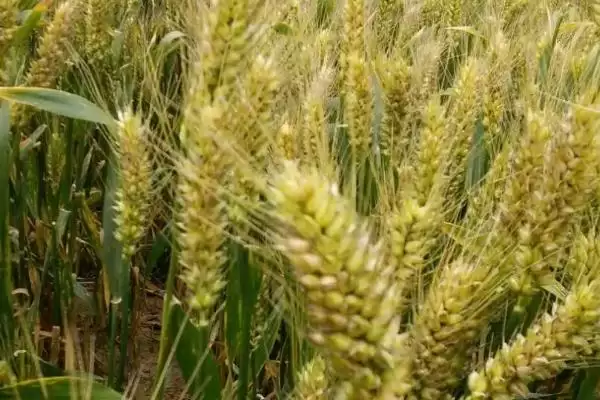 中育1211小麦简介与半冬性晚熟特性(中育1211小麦简介及半冬性晚熟特性)?插图2 中育1211小麦简介与半冬性晚熟特性(中育1211小麦简介及半冬性晚熟特性)?插图2