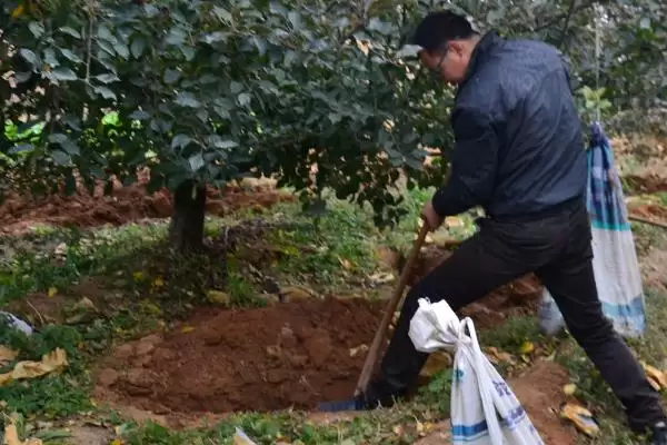 苹果园6月管理要点(苹果园6月管理需及时套袋)？插图2