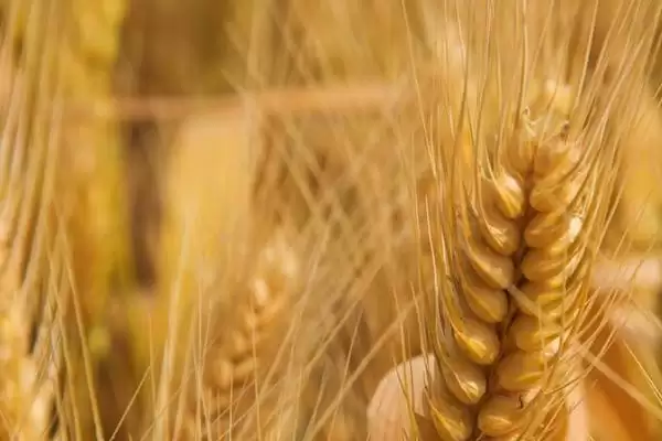 郑麦103特征特性与生育期时长(郑麦103特征特性及生育期)?插图1 郑麦103特征特性与生育期时长(郑麦103特征特性及生育期)?插图1