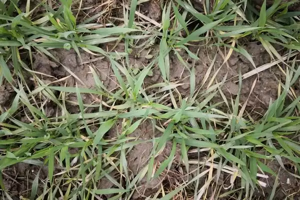 麦田杂草发生规律介绍(麦田杂草秋季发生密度高危害大)？插图3