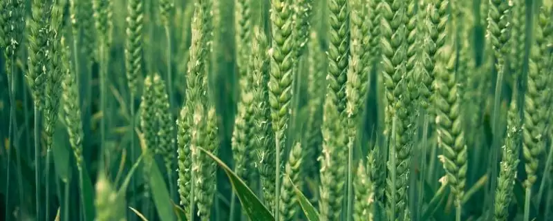 良星78小麦品种情况、熟期对比(良星78小麦品种简介，与对照品种济麦22熟期相当)？-会东网