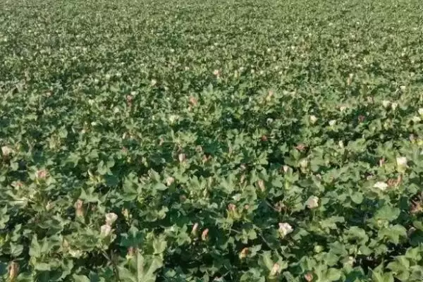 避免棉花疯长方法及药物喷施要点(怎么避免棉花疯长及药物喷施要点)?插图2 避免棉花疯长方法及药物喷施要点(怎么避免棉花疯长及药物喷施要点)?插图2