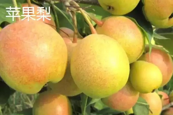 甘肃省民乐县的特产相关情况(甘肃省民乐县的特产,产出的苹果梨具有中国一代梨王的美誉)?插图2 甘肃省民乐县的特产相关情况(甘肃省民乐县的特产,产出的苹果梨具有中国一代梨王的美誉)?插图2