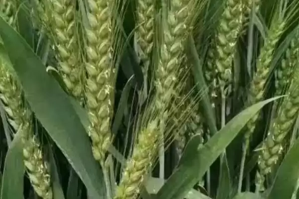 牛麦136小麦种子基本苗情况(牛麦136每亩适宜基本苗18-20万)？插图3