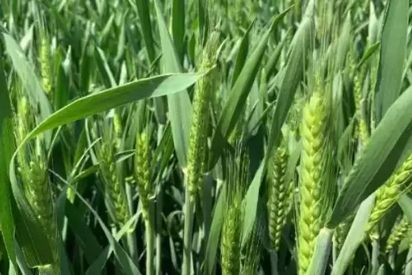 临旱19小麦品种情况、小穗密度(临旱19小麦品种简介，小穗密度中)？插图1