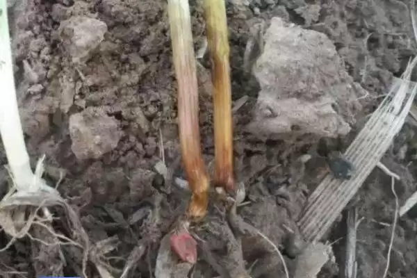 小麦赤霉病症状及病部粉红色霉层表现(小麦赤霉病症状及霉层表现)?插图2 小麦赤霉病症状及病部粉红色霉层表现(小麦赤霉病症状及霉层表现)?插图2