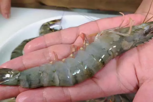 草虾产地及在我国分布广泛情况(草虾的产地在哪及在我国分布情况)？插图6