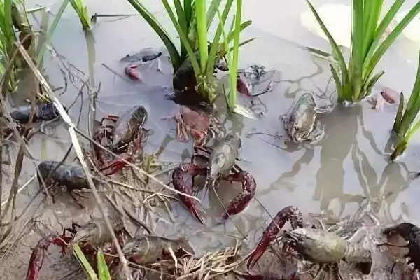龙虾养殖基地分布介绍(湖南、重庆等地有龙虾养殖基地)?插图1 龙虾养殖基地分布介绍(湖南、重庆等地有龙虾养殖基地)?插图1