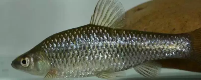 食用麦穗鱼内脏处理要点(食用麦穗鱼除鱼鳃外内脏都需清理干净)?-会东网