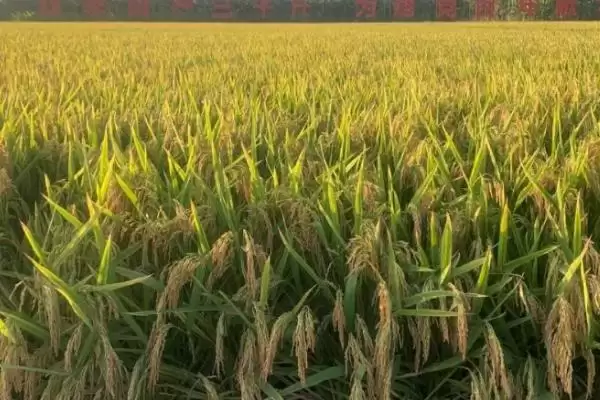 广红1号水稻品种是感温型常规稻红米品种(广红1号水稻品种感温型常规稻红米品种有何独特)?插图3 广红1号水稻品种是感温型常规稻红米品种(广红1号水稻品种感温型常规稻红米品种有何独特)?插图3