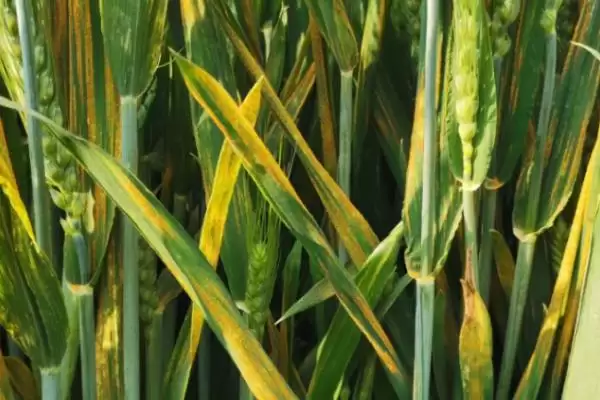 小麦病虫害种类及不同症状详细介绍(小麦病虫害有哪些及症状)？插图3