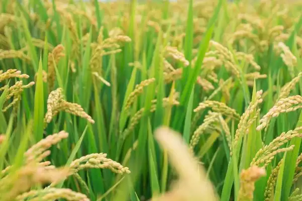 水稻品种选择要点介绍(选择水稻品种首先考虑生育期是否合适)?插图3 水稻品种选择要点介绍(选择水稻品种首先考虑生育期是否合适)?插图3