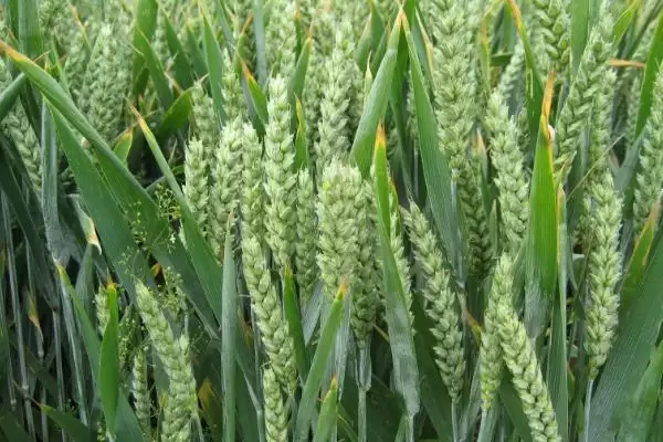 中科糯麦18小麦品种简介与抗条锈病(中科糯麦18小麦品种简介及抗条锈病)?插图1 中科糯麦18小麦品种简介与抗条锈病(中科糯麦18小麦品种简介及抗条锈病)?插图1