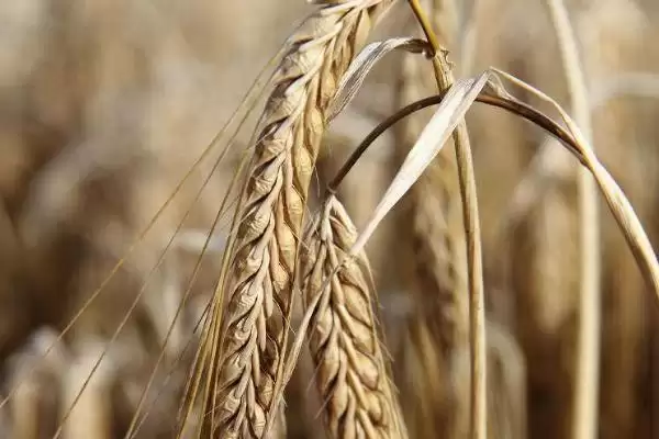 永优麦8838小麦品种特性与适宜基本苗(永优麦8838小麦品种特性及基本苗)？插图2