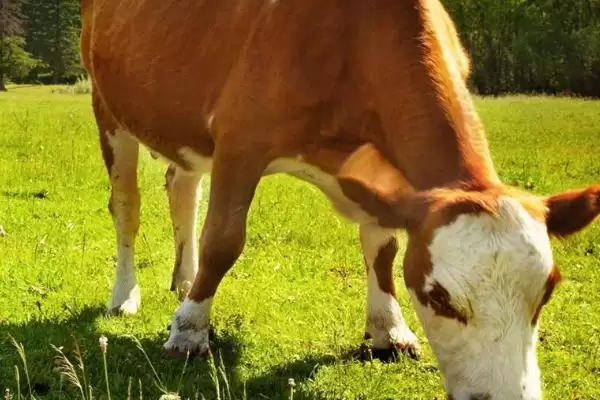 牛反刍吐草原因介绍(牛反刍吐草可能因消化紊乱等原因)？插图5