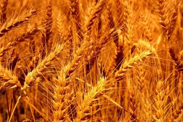 丰德存麦21小麦种子情况、全生育期(丰德存麦21小麦种子介绍,全生育期223.7天)?插图1 丰德存麦21小麦种子情况、全生育期(丰德存麦21小麦种子介绍,全生育期223.7天)?插图1