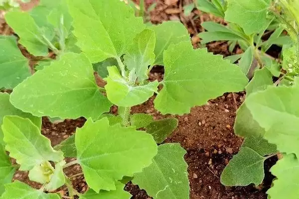 鹅不能吃的植物种类情况(鹅不能吃什么植物，不能吃臭椿叶、灰灰菜、楝树叶等)？插图2