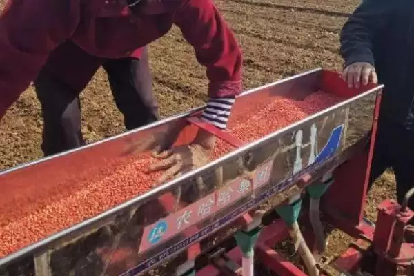 小麦适宜播种量及半冬性品种播种量(小麦适宜播量多少及半冬性品种)？插图1