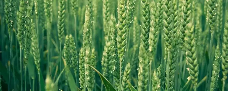 宁冬17号小麦品种生育期情况(宁冬17号全生育期288天)？-会东网