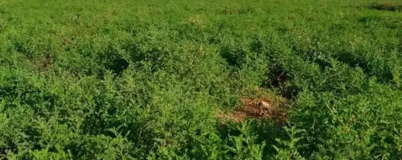 黄芪的管理方法相关要点(黄芪的管理方法,幼苗期至少要间苗2次)?插图 黄芪的管理方法相关要点(黄芪的管理方法,幼苗期至少要间苗2次)?插图