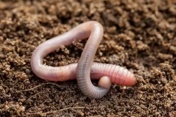 钓甲鱼方法及鱼竿要求相关说明(怎么钓甲鱼及对鱼竿要求说明)?插图7 钓甲鱼方法及鱼竿要求相关说明(怎么钓甲鱼及对鱼竿要求说明)?插图7