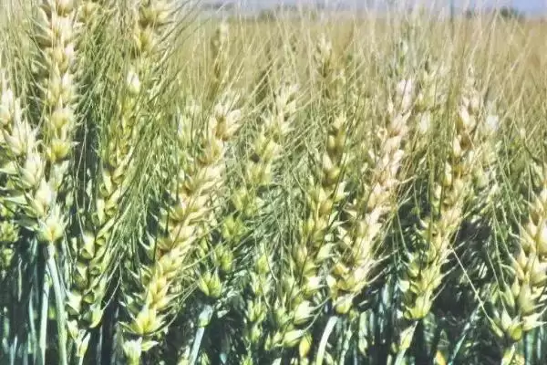 兰德116小麦种子特征特性、生育期(兰德116小麦种子特征特性,平均生育期250天)?插图1 兰德116小麦种子特征特性、生育期(兰德116小麦种子特征特性,平均生育期250天)?插图1