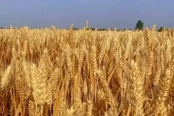 小麦属于南方还是北方作物及分布(小麦属南方还是北方作物及分布)?插图1 小麦属于南方还是北方作物及分布(小麦属南方还是北方作物及分布)?插图1