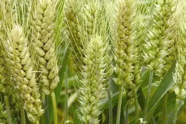 陕垦6号小麦种子播种要点(陕垦6号或播种时以农药拌种)？插图2