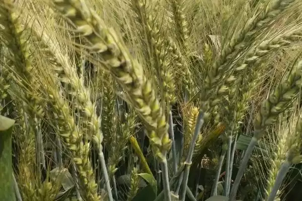 粮源666小麦品种情况、全生育期(粮源666小麦品种简介,全生育期223.3天)?插图1 粮源666小麦品种情况、全生育期(粮源666小麦品种简介,全生育期223.3天)?插图1