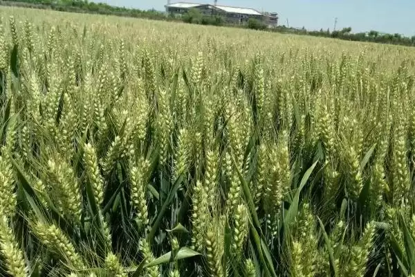 中科糯麦258小麦种简介与病虫害防治(中科糯麦258小麦种简介及病虫害防治)？插图3