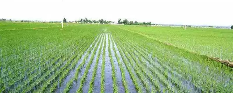 吉粳821水稻种子作为粳型常规水稻品种详情(吉粳821水稻种子粳型常规品种详情)？-会东网