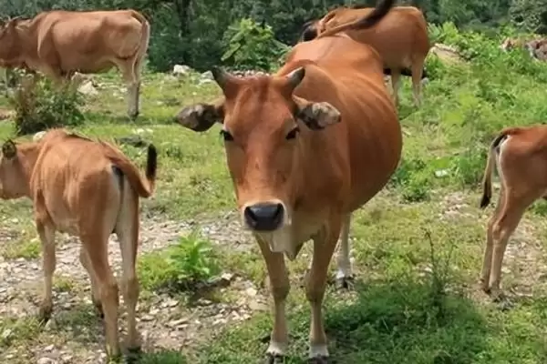牛吃土治疗方法及饲养管理要点(怎么治疗牛吃土及饲养管理要点)？插图1