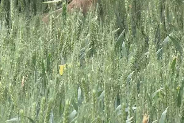 河农7008小麦种子情况、所属类型(河农7008小麦种子简介,该品种属冬性中熟品种)?插图2 河农7008小麦种子情况、所属类型(河农7008小麦种子简介,该品种属冬性中熟品种)?插图2