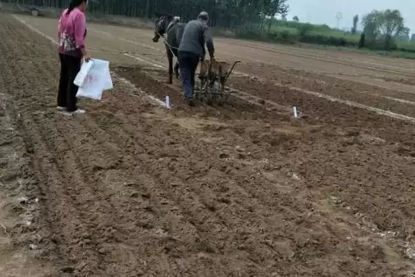 小麦播种后能否马上浇水及原因分析(小麦播种后能马上浇水吗及原因)?插图1 小麦播种后能否马上浇水及原因分析(小麦播种后能马上浇水吗及原因)?插图1