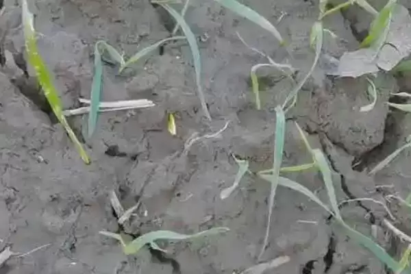 小麦苗期叶片发黄干枯原因及分析(小麦苗期叶片发黄干枯为啥及分析)?插图2 小麦苗期叶片发黄干枯原因及分析(小麦苗期叶片发黄干枯为啥及分析)?插图2