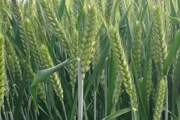 石麦15号小麦种子防虫要点(石麦15号小麦扬花后及时防治麦蚜)？插图1