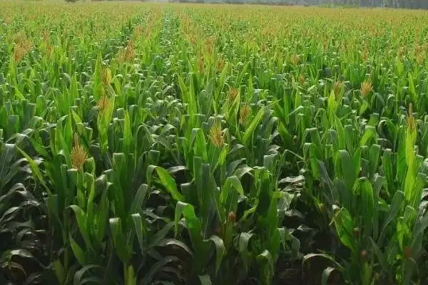 滇麦14号小麦品种特性、所属类型(滇麦14号(试验名称:滇麦14号)小麦品种的特性,为糯小麦品种)?插图3 滇麦14号小麦品种特性、所属类型(滇麦14号(试验名称:滇麦14号)小麦品种的特性,为糯小麦品种)?插图3