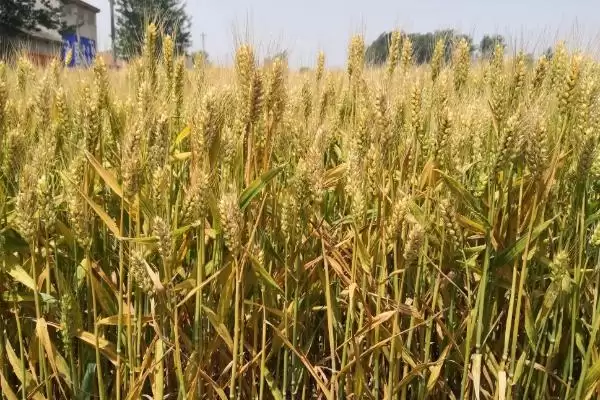 西农925小麦品种特性及半冬性品种优势(西农925小麦品种特性及优势)？插图3