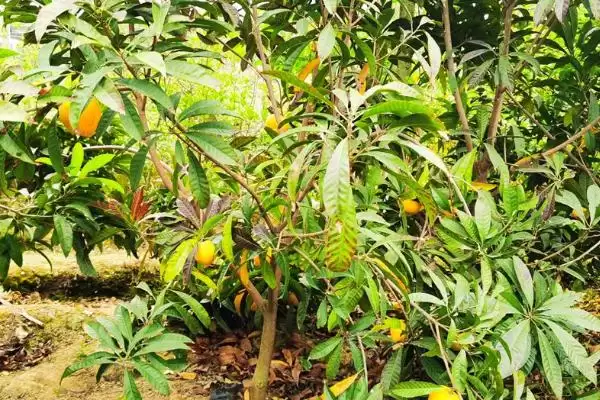 蛋黄果幼树期每隔月至少要施一次肥(蛋黄果幼树期施肥规律有何作用)？插图4