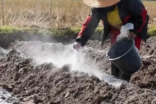 草木灰做肥料和农药使用方法(草木灰如何做肥料和农药使用)？插图1