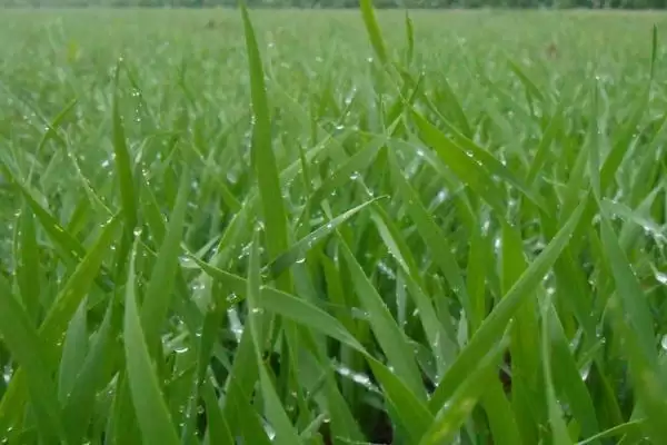小麦播种后能否马上浇水及原因分析(小麦播种后能马上浇水吗及原因)?插图2 小麦播种后能否马上浇水及原因分析(小麦播种后能马上浇水吗及原因)?插图2