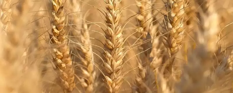明麦1号小麦品种播期介绍(明麦1号适宜播期为10月5-25日)？-会东网