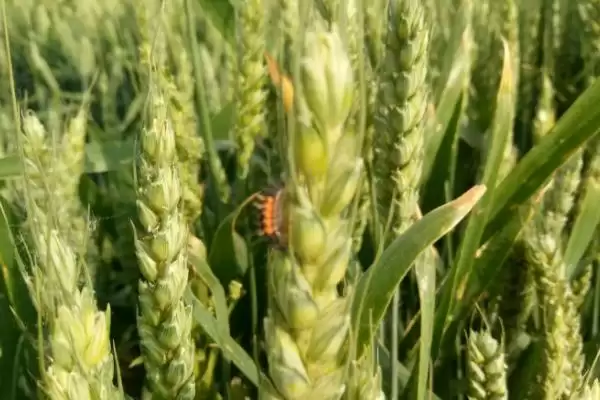 中育1211小麦简介与半冬性晚熟特性(中育1211小麦简介及半冬性晚熟特性)?插图1 中育1211小麦简介与半冬性晚熟特性(中育1211小麦简介及半冬性晚熟特性)?插图1